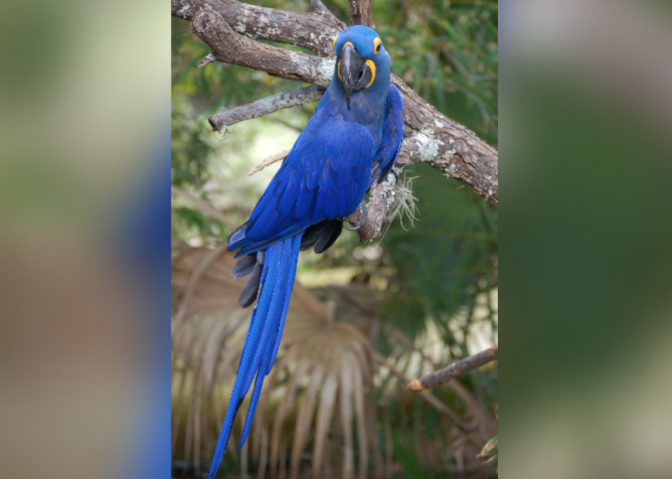 50 Endangered Species That Only Live in the Amazon Rainforest Stacker